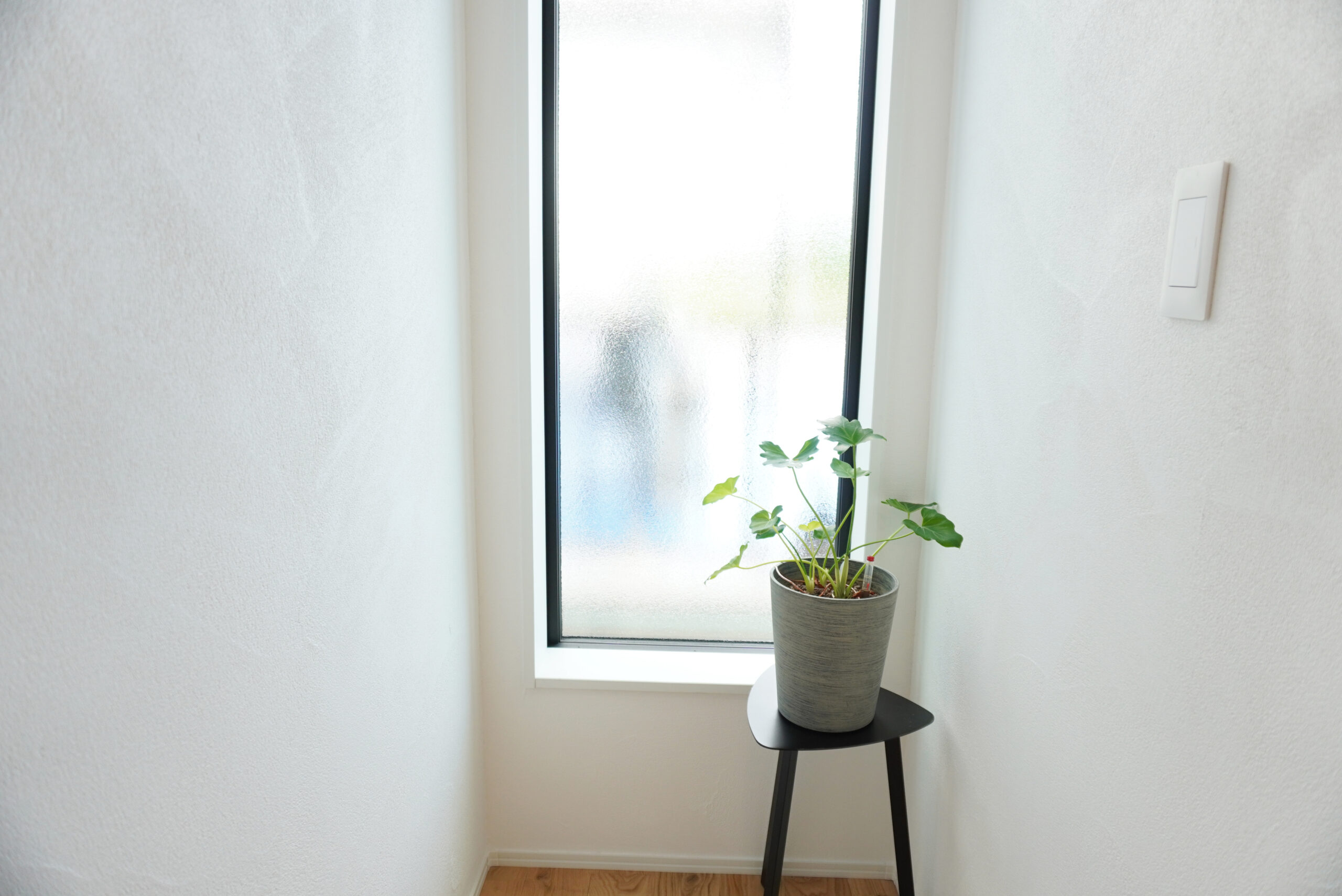 廊下の採光と植物
